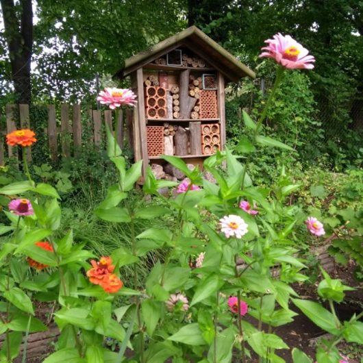 GFK 2024 Zinnien und Insektenhotel